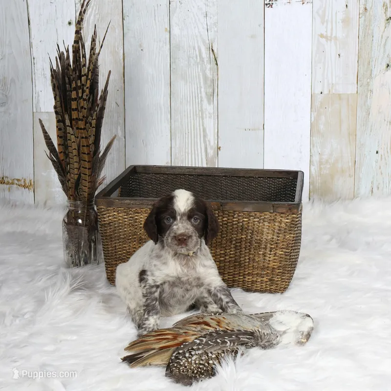 Petunia – English Springer Spaniel puppy for sale in Mohall, ND