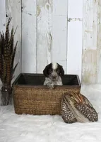 Petunia, a female English Springer Spaniel for sale in Mohall, ND – Photo 5 of 8