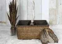 Petunia, a female English Springer Spaniel for sale in Mohall, ND – Photo 7 of 8