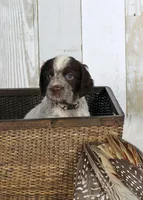 Petunia, a female English Springer Spaniel for sale in Mohall, ND – Photo 8 of 8