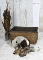 Petunia, a female English Springer Spaniel for sale in Mohall, ND – Photo 2 of 8