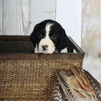 Palmer, a male English Springer Spaniel for sale in Mohall, ND – Photo 8 of 9