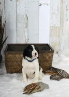 Palmer, a male English Springer Spaniel for sale in Mohall, ND – Photo 3 of 9