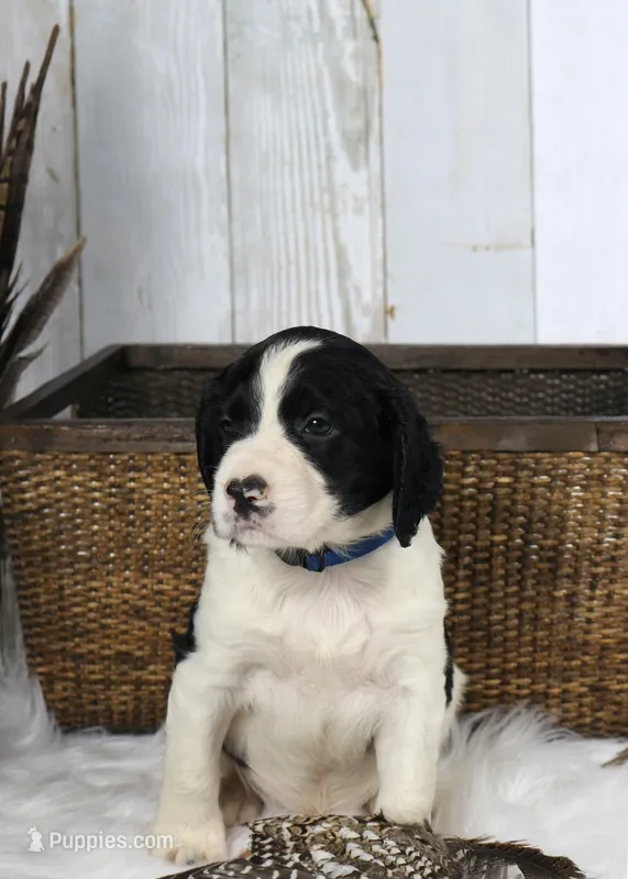 Palmer – English Springer Spaniel puppy for sale in Mohall, ND