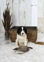 Palmer, a male English Springer Spaniel for sale in Mohall, ND – Photo 2 of 9