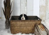 Palmer, a male English Springer Spaniel for sale in Mohall, ND – Photo 9 of 9