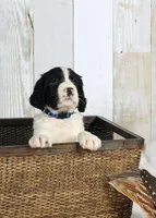 Palmer, a male English Springer Spaniel for sale in Mohall, ND – Photo 5 of 9