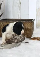 Palmer, a male English Springer Spaniel for sale in Mohall, ND – Photo 4 of 9