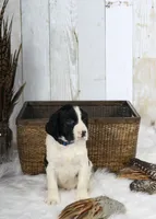 Palmer, a male English Springer Spaniel for sale in Mohall, ND – Photo 6 of 9