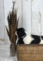 Palmer, a male English Springer Spaniel for sale in Mohall, ND – Photo 7 of 9