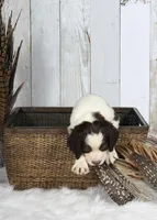 Peony, a female English Springer Spaniel for sale in Mohall, ND – Photo 4 of 8