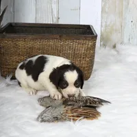 Peony, a female English Springer Spaniel for sale in Mohall, ND – Photo 2 of 8