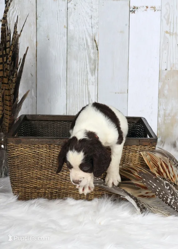 Peony – English Springer Spaniel puppy for sale in Mohall, ND