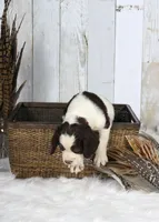 Peony, a female English Springer Spaniel for sale in Mohall, ND – Photo 1 of 8