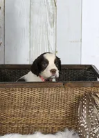 Peony, a female English Springer Spaniel for sale in Mohall, ND – Photo 7 of 8