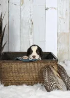 Peony, a female English Springer Spaniel for sale in Mohall, ND – Photo 6 of 8