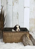 Peony, a female English Springer Spaniel for sale in Mohall, ND – Photo 8 of 8