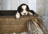 Peony, a female English Springer Spaniel for sale in Mohall, ND – Photo 5 of 8
