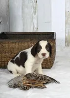 Peony, a female English Springer Spaniel for sale in Mohall, ND – Photo 3 of 8