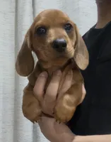 Copper, a male Dachshund for sale in Fontana, CA – 4 of 4