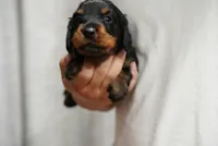 Maya , a female Miniature Dachshund for sale in Fontana, CA – 1 of 6