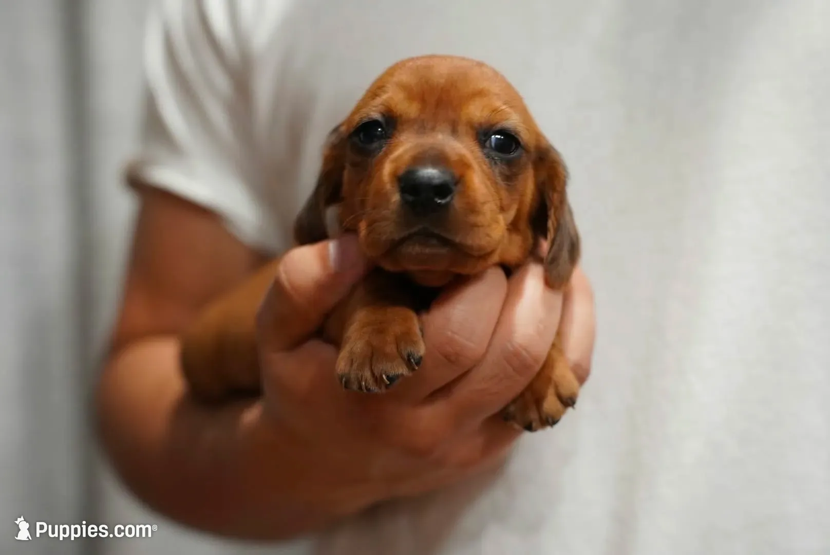 Peaches , a female Dachshund for sale in Fontana, CA – 7 of 8