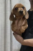 Copper, a male Dachshund for sale in Fontana, CA – 1 of 4