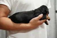 Nova , a female Miniature Dachshund for sale in Fontana, CA – 5 of 7