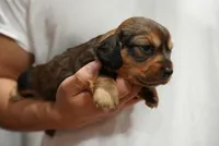 Reeses, a female Dachshund for sale in Fontana, CA – 3 of 5