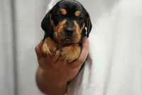 Zoe , a female Dachshund for sale in Fontana, CA – 2 of 7