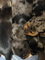 Stella , a female Dachshund for sale in Fontana, CA – 1 of 2