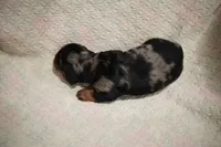 Millie, a female Dachshund for sale in Fontana, CA – 3 of 3