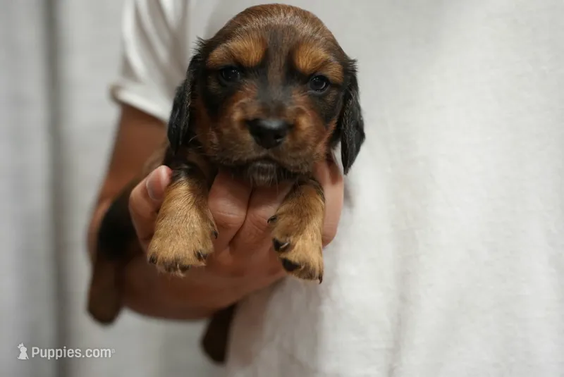 Leo – Dachshund puppy for sale in Fontana, CA
