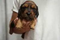 Leo, a male Dachshund for sale in Fontana, CA – 1 of 3