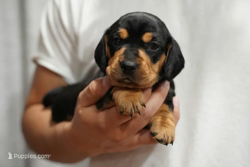 Zoe  – Dachshund puppy for sale in Fontana, CA