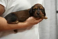 Leo, a male Dachshund for sale in Fontana, CA – 3 of 3