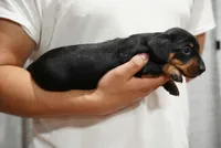 Nova , a female Miniature Dachshund for sale in Fontana, CA – 7 of 7