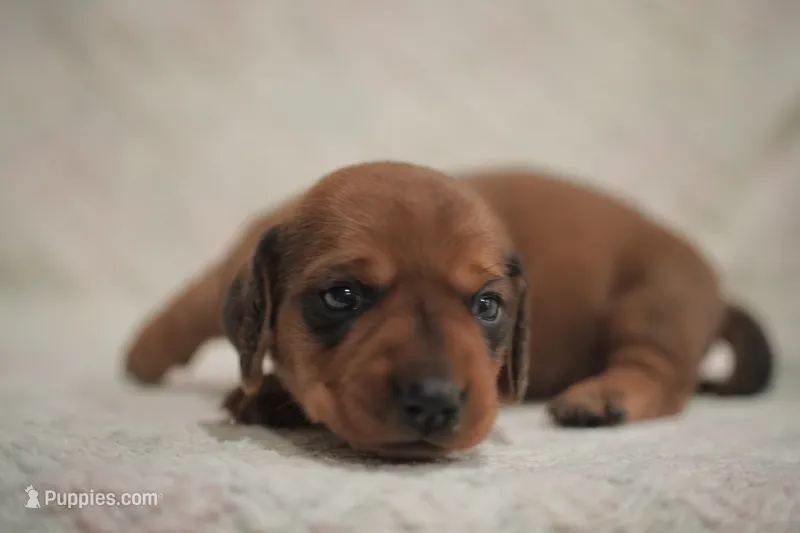 Copper – Dachshund puppy for sale in Fontana, CA