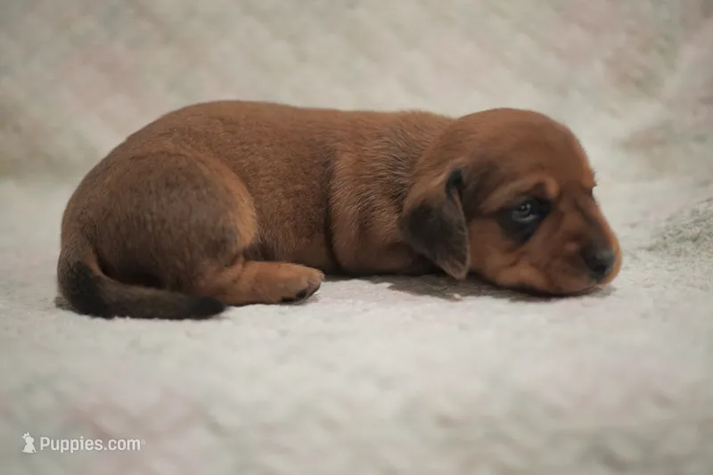 Copper – Dachshund puppy for sale in Fontana, CA