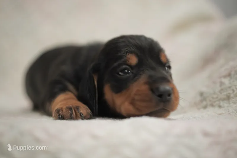 Slinky  – Dachshund puppy for sale in Fontana, CA