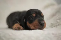 Slinky , a male Dachshund for sale in Fontana, CA – 1 of 5