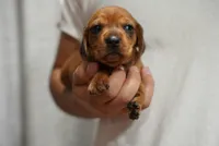 Peaches , a female Dachshund for sale in Fontana, CA – 4 of 8