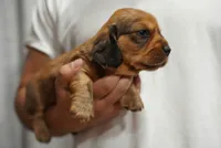 Kuma , a male Dachshund for sale in Fontana, CA – 3 of 4