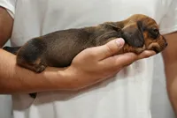 Charlie , a male Dachshund for sale in Fontana, CA – 2 of 5