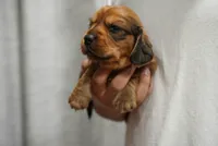Kuma , a male Dachshund for sale in Fontana, CA – 2 of 4
