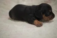 Slinky , a male Dachshund for sale in Fontana, CA – 2 of 5