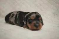Millie, a female Dachshund for sale in Fontana, CA – 2 of 3