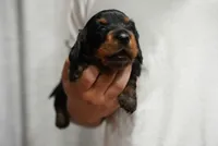Maya , a female Miniature Dachshund for sale in Fontana, CA – 3 of 6