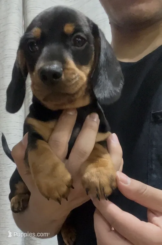 Slinky  – Dachshund puppy for sale in Fontana, CA