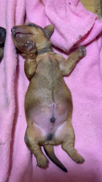 Copper, a male Dachshund for sale in Fontana, CA – 3 of 3